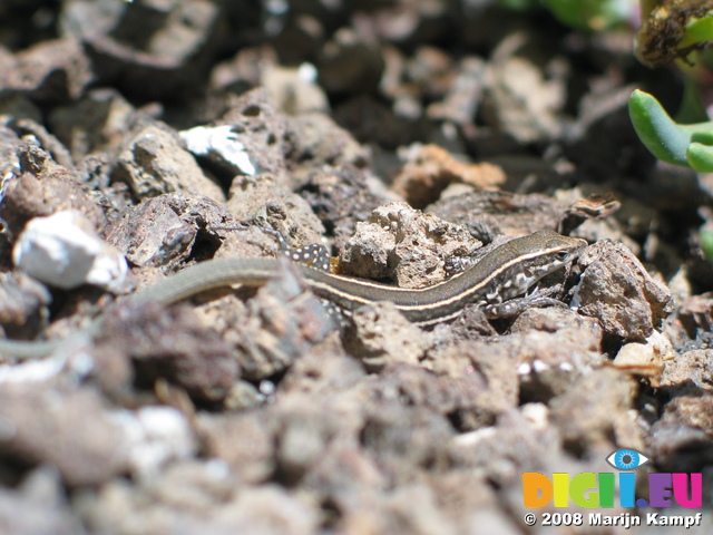 27597 Lizard in apartment's garden